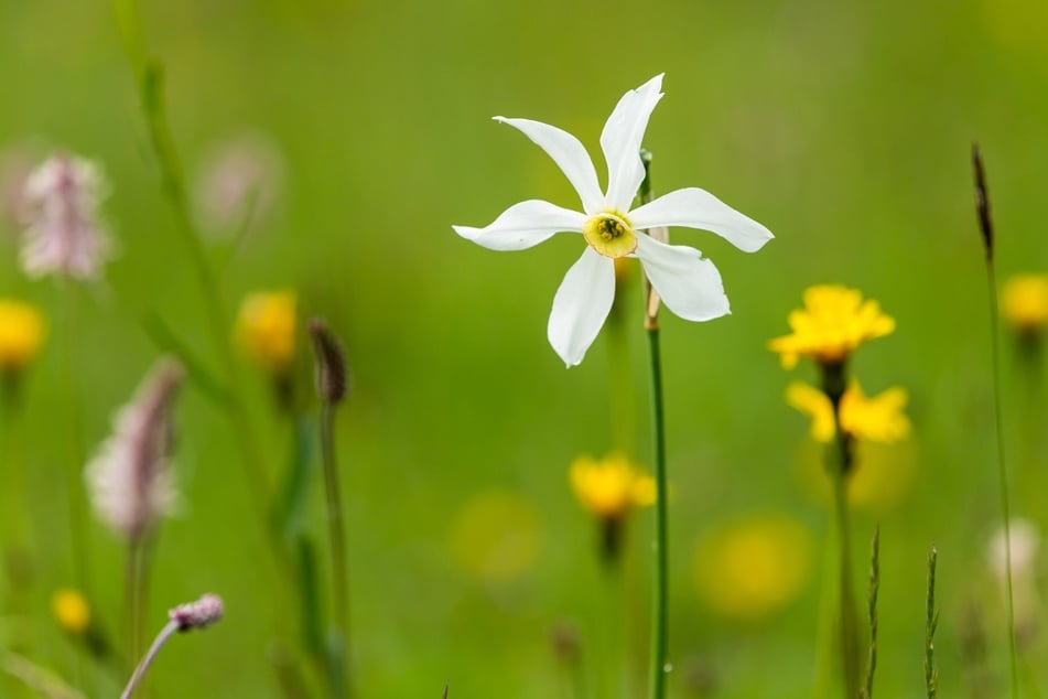 Die Stern-Narzisse gehört zu den vom Aussterben bedrohten Blumen. Pflücken ist hier streng verboten.