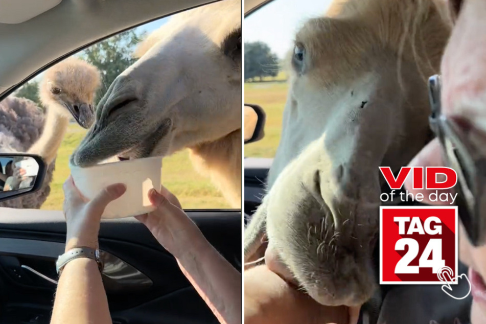viral videos: Viral Video of the Day for December 16, 2023: Grandma has run-in with huge camel at drive-thru!
