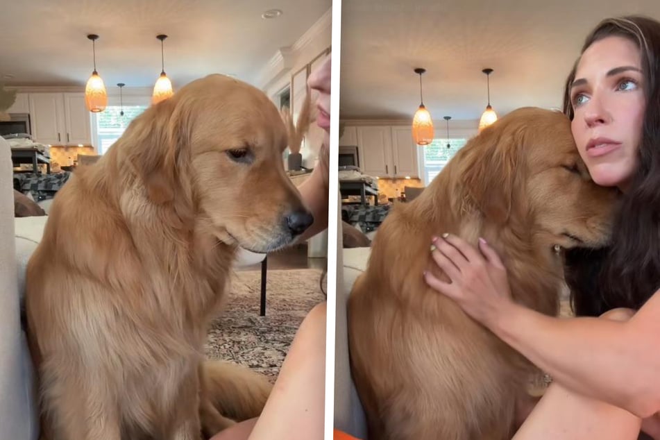 Le Golden Retriever brise le cœur de tous : mais pourquoi est-il si triste ?