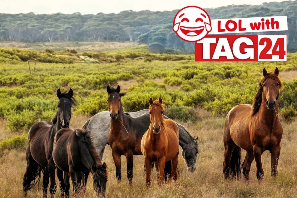 Joke of the Day for March 16, 2026: A little horsing around