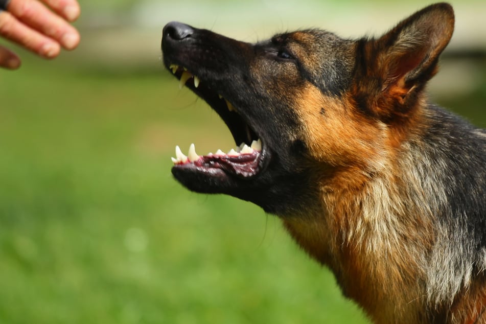 Aggro-Hund beißt sich durch Görlitz: Polizei greift zur Knarre!