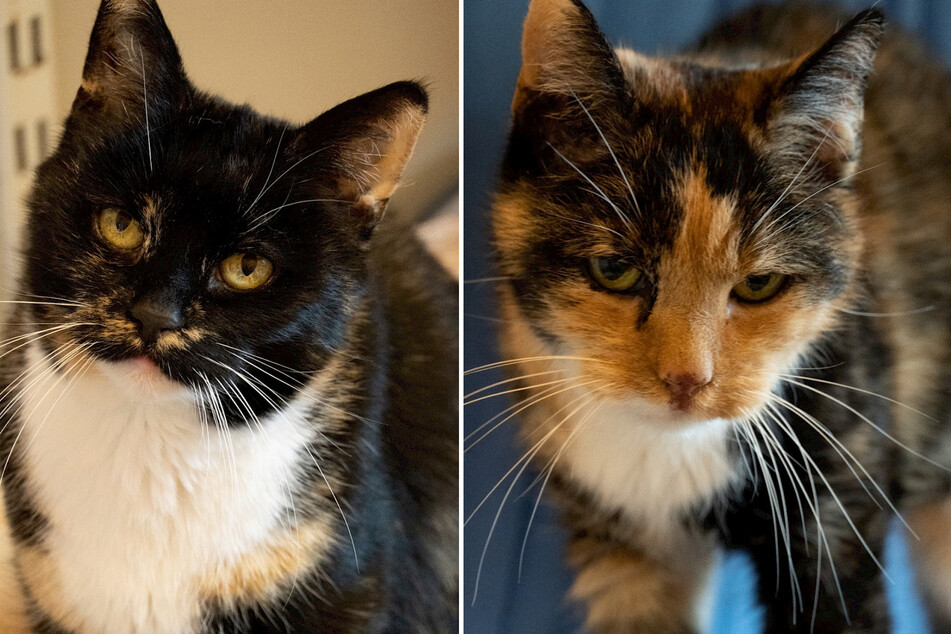 Die beiden Katzen-Omis Minka (l.) und Flecki (beide 16) suchen ein neues Zuhause.