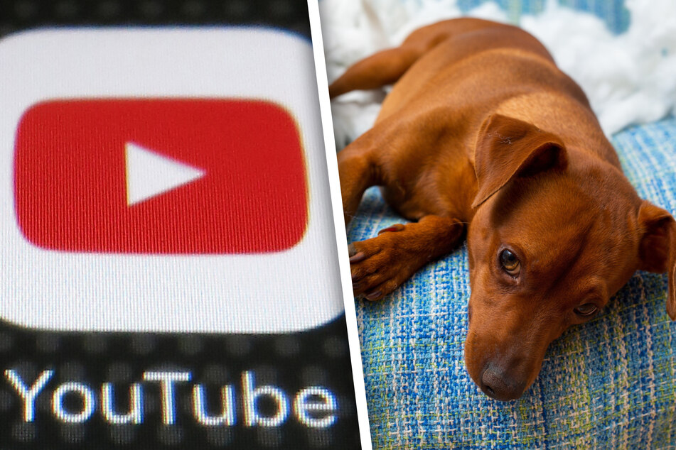 Schlange bricht Hund das Genick: YouTube wegen grausamen Tier-Videos verklagt!
