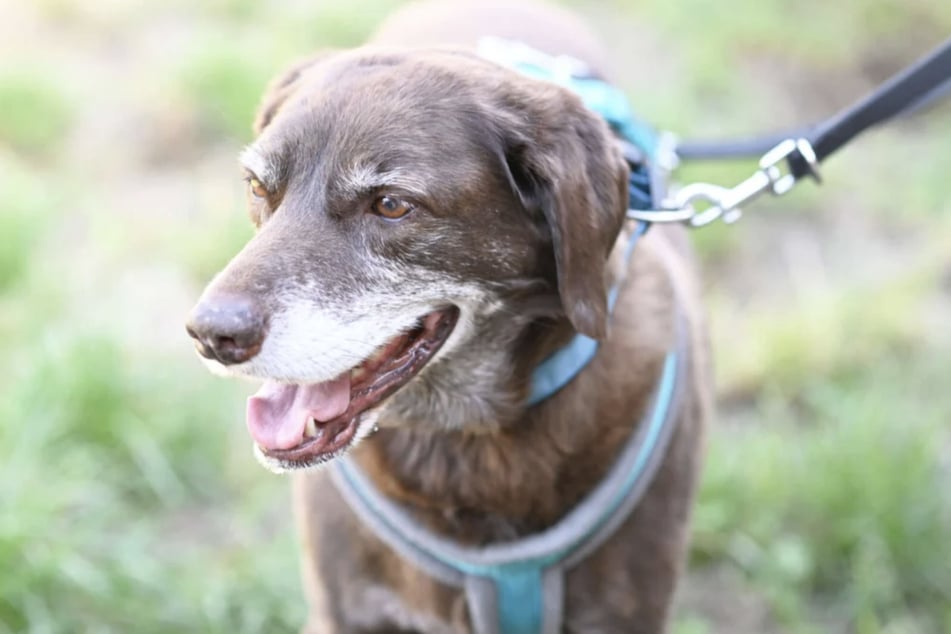 Bärchen ist ein freundlicher Hund, der seine Bezugspersonen sehr liebt.