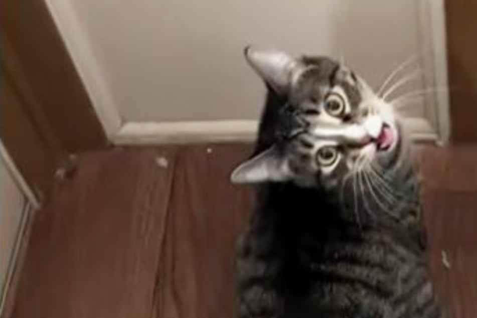 Aggressive cat makes amazing transformation thanks to bond with baby