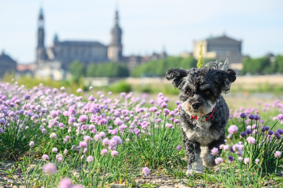 Der Hund der Rasse "Bolonka" überlebte den Angriff. (Symbolfoto)