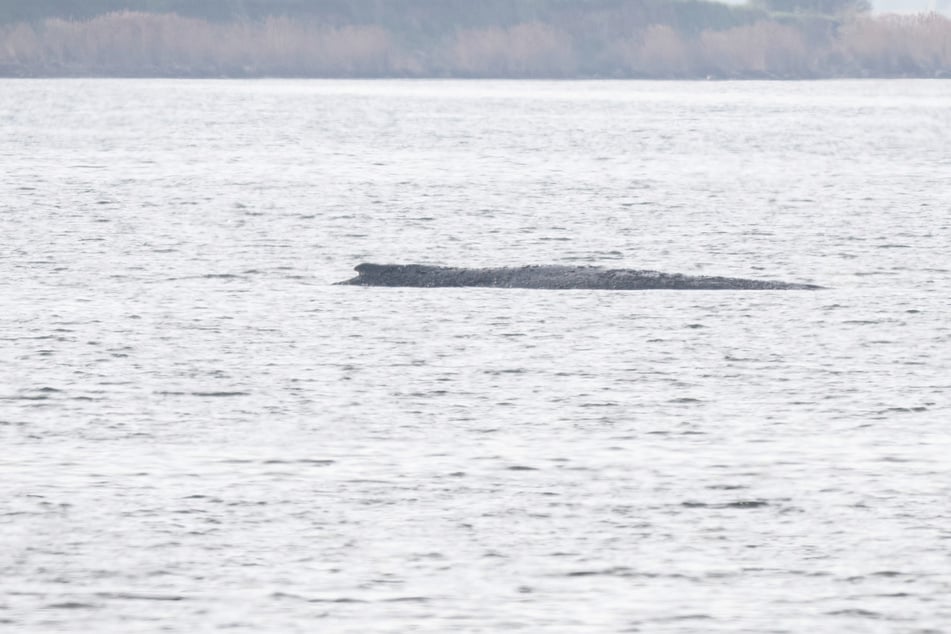 Rettungsaktion von gestrandetem Timmy: Erste Personen sind bei Wal im Wasser