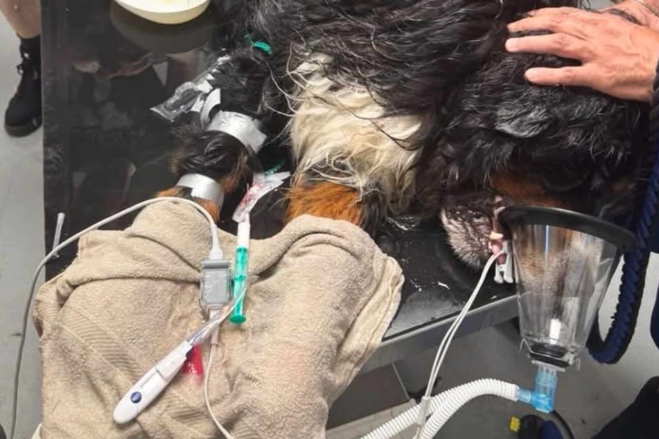 Fast bewusstlos eingeliefert: Berner Sennenhund ringt nach Hitzekollaps mit dem Tod