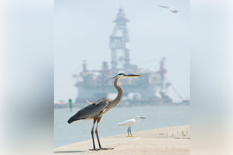 Offshore drilling platforms in the US significantly affect the surrounding environment and animals.