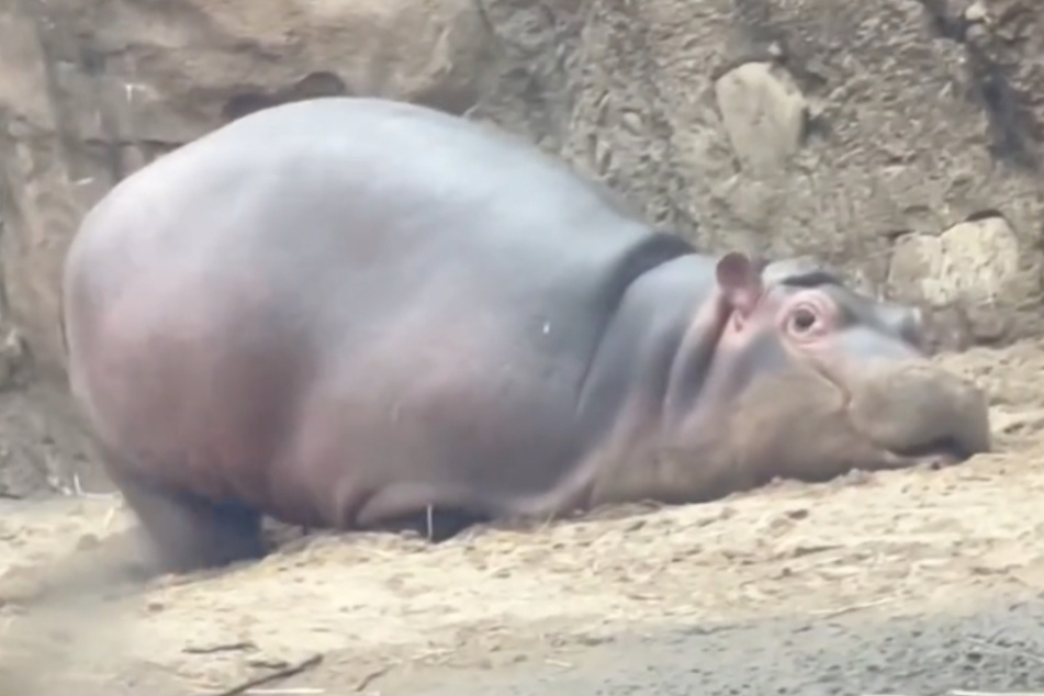 Fritz the 425 pound baby playing in the dirt.