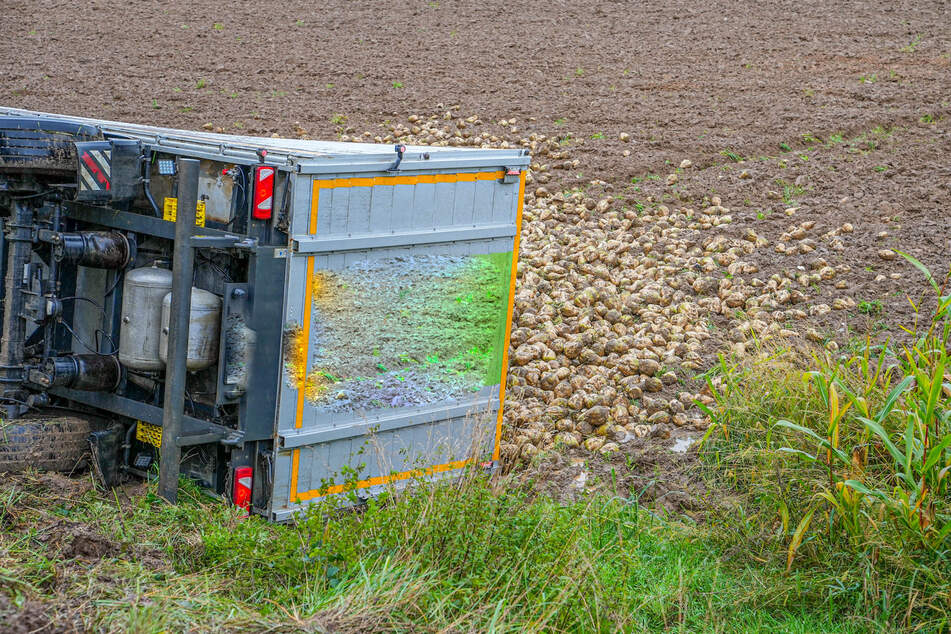 Ein Lkw kippte seitlich auf ein Feld und verteilte seine Ladung Zuckerrüben.