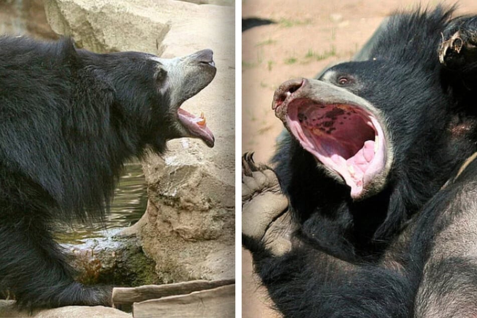 Verfressene Lippenbären können schonmal ungehalten werden, wenn sie Hunger haben. (Archivbilder)