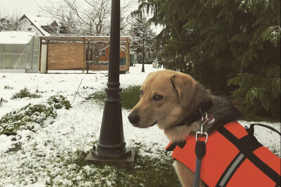 Will im Schnee toben und spielen: Mischlingshündin Peppels.