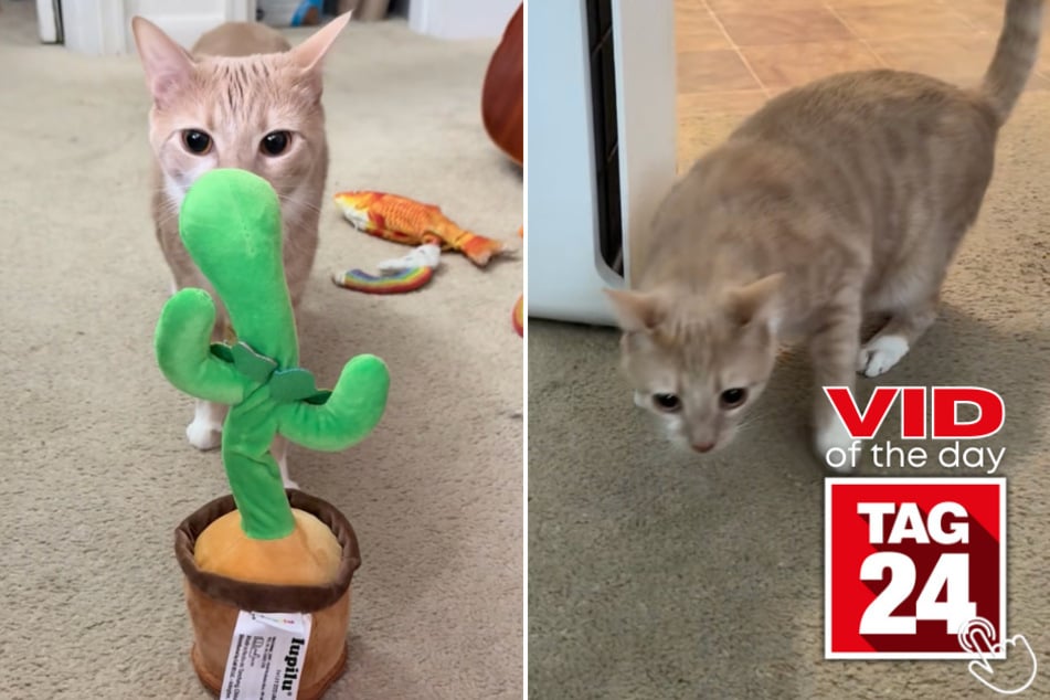 This cat was not prepared for his new toy to talk back!