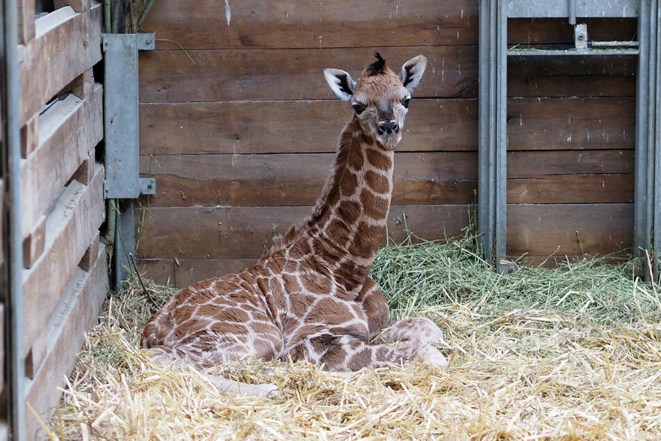 Anfang Januar kam der Giraffenbulle zur Welt.