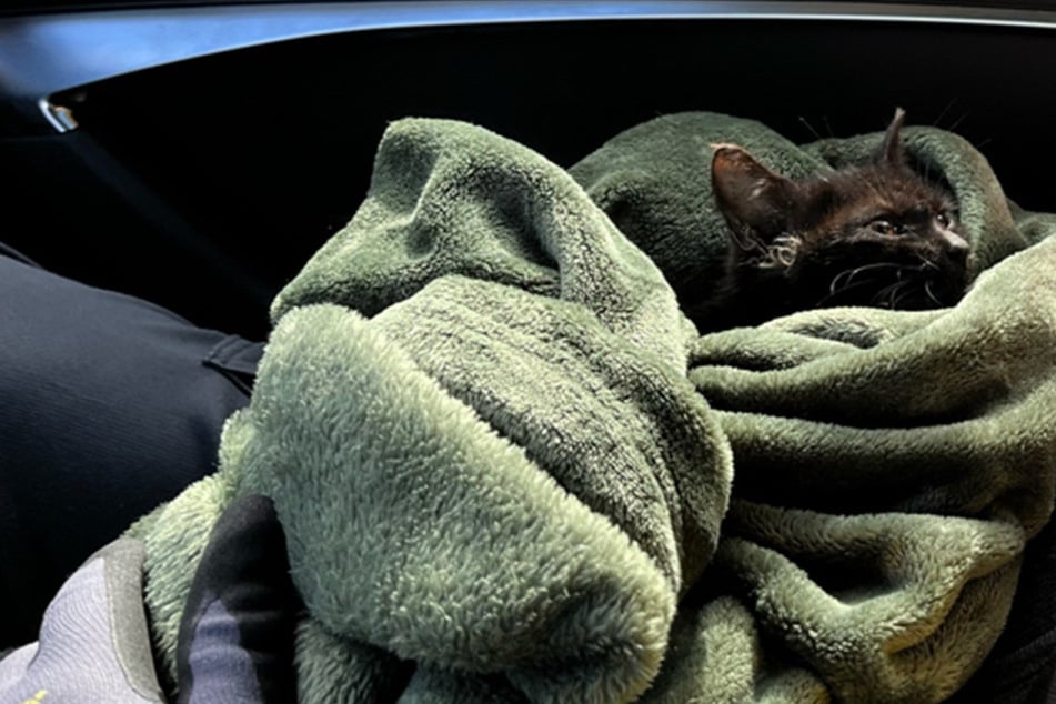 Süßes Kätzchen ganz allein auf Autobahnrastplatz: Polizei wird zum Tierretter