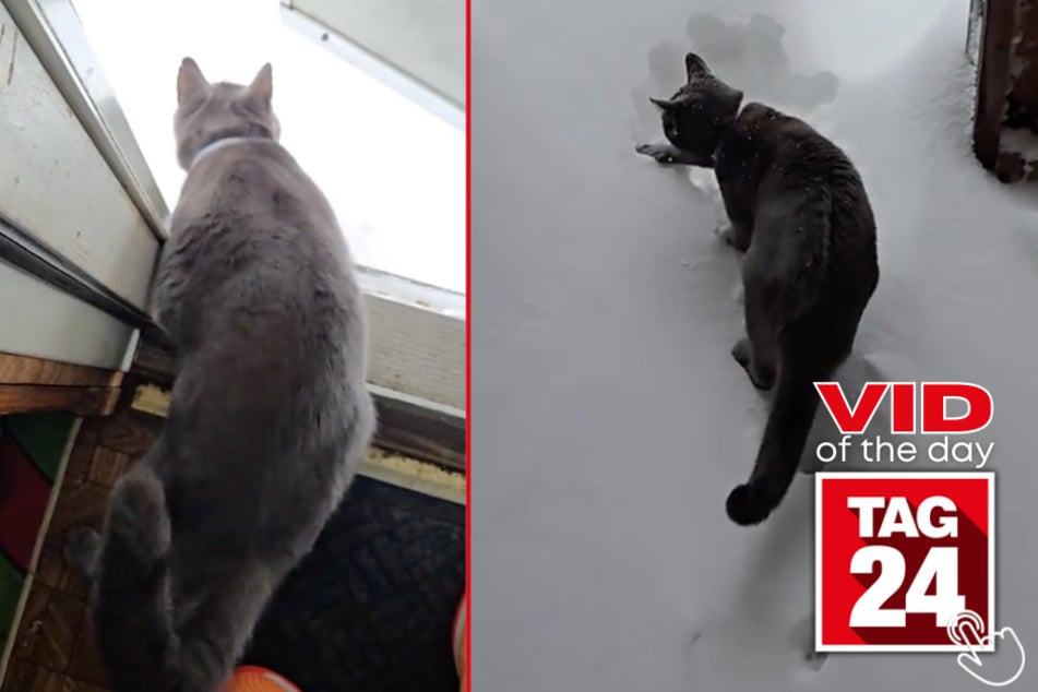 Today's Viral Video of the Day features a cat who saw snow outside and wanted to play!