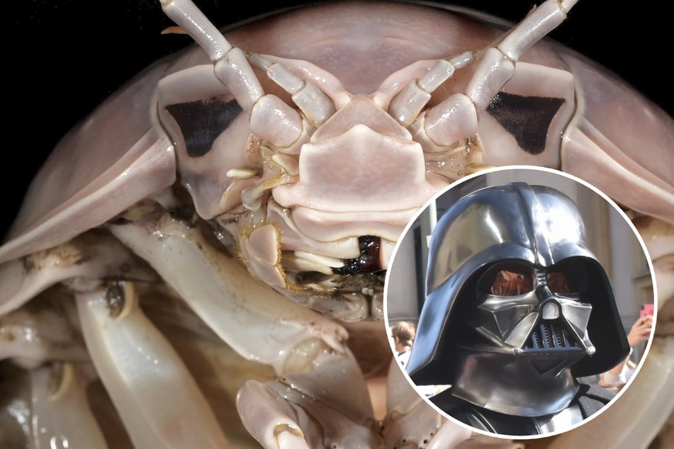 Zum Verwechseln ähnlich, oder? Aufgrund ihres Kopfes wurde das Tierchen nach den Star-Wars-Schurken benannt.