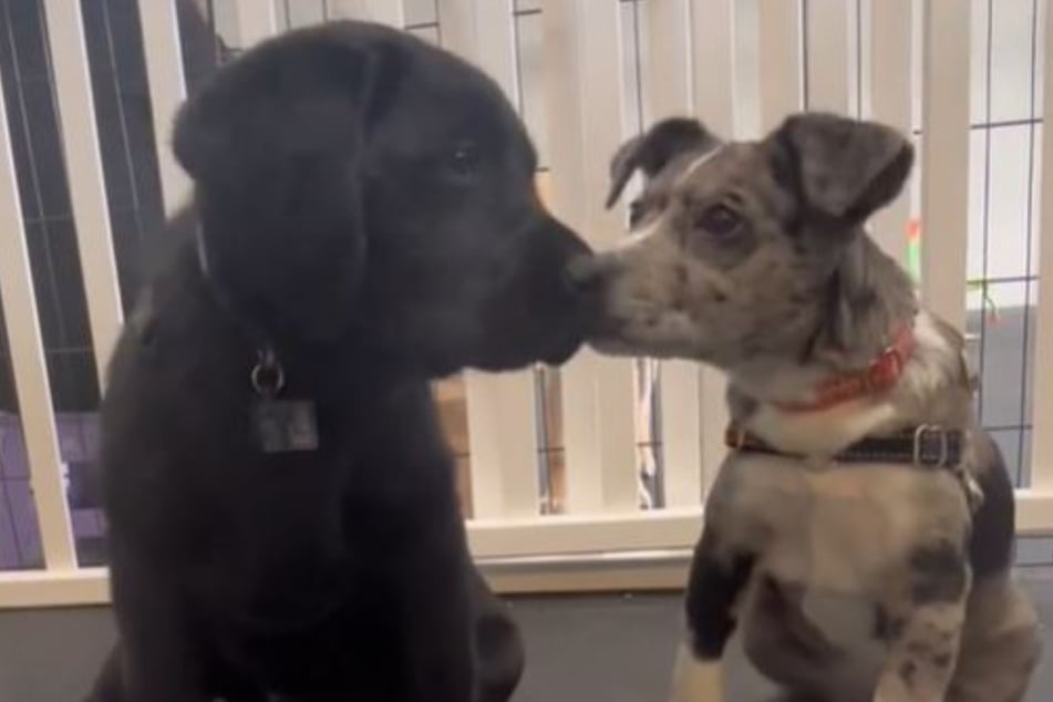 A dog training accident led to the cutest TikTok ever of two pups kissing!