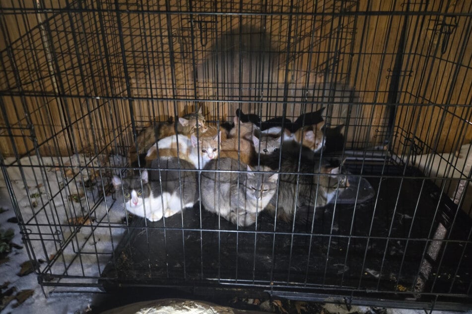 Die kleinen Katzen saßen zusammengekauert in einem Käfig.