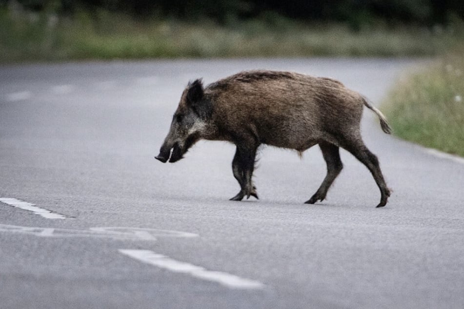 Ein Wildschwein löste in Mittelsachsen einen Unfall aus. (Symbolbild)