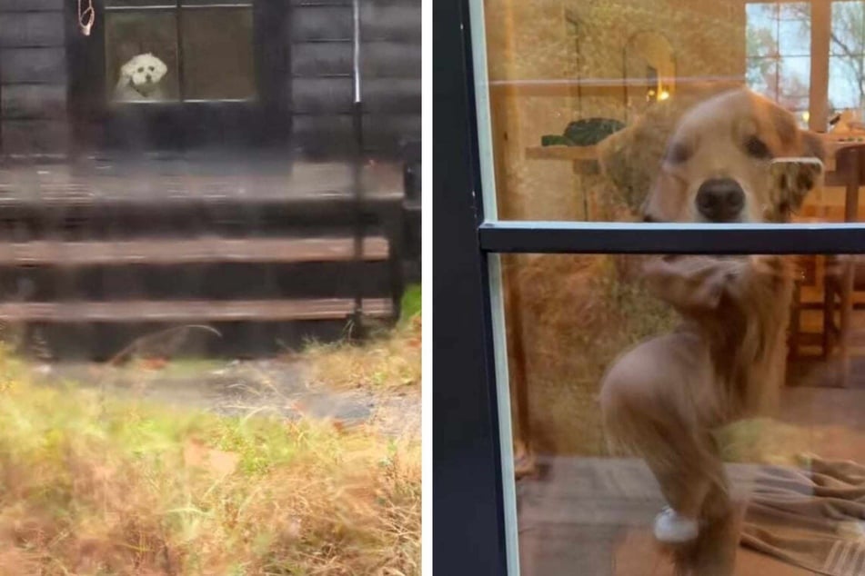 Wally the Golden Retriever made some meaningful eye contact with a dog in another cabin.