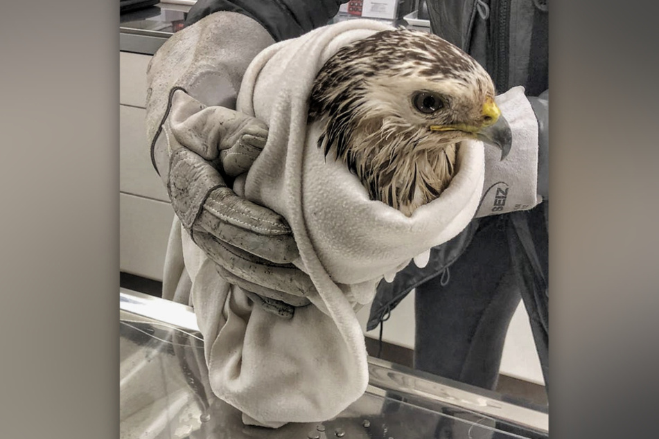 Der Bussard war nach der Tortur sichtlich mitgenommen und durchnässt.