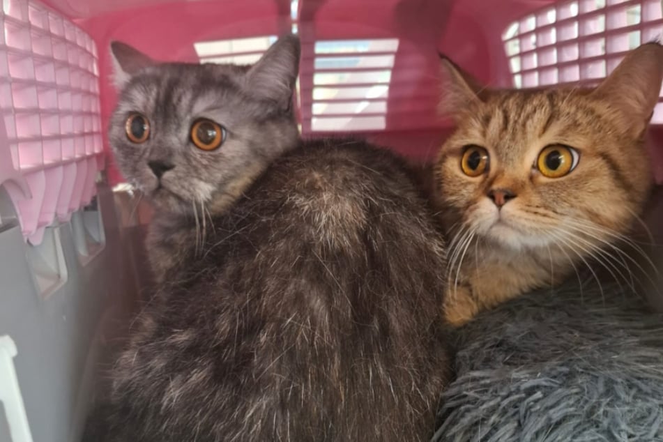 Die beiden ausgesetzten Kätzchen waren sichtlich durch den Wind, als man sie in ihrer Transportbox fand.