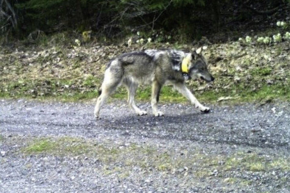Das Tier aus Graubünden mit der Bezeichnung "M237" wurde von einem neunjährigen Jungen erschossen.
