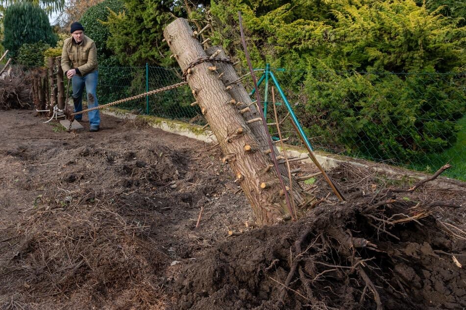 Wer sich diese Arbeit ersparen möchte, kann mit einigen Tricks den Baumstumpf entfernen - ohne Ausgraben.
