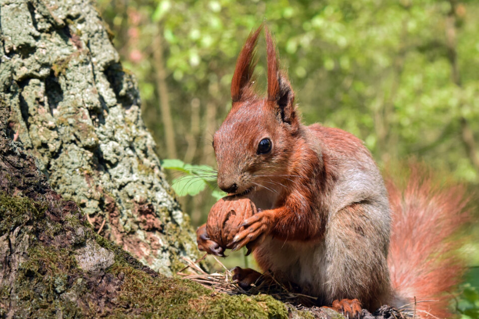 Den Eichhörnchen in Baden-Württemberg geht es momentan richtig gut.