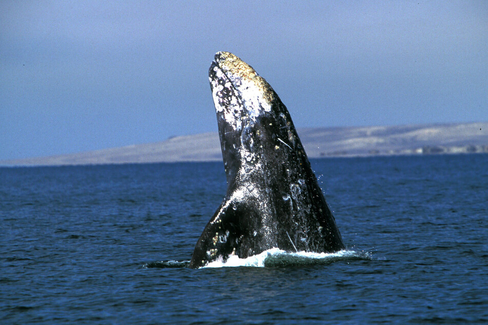 Grauwale brechen jedes Jahr zu einer Wanderung vom Nordpol an die Küste Kaliforniens und zurück auf. (Symbolbild)