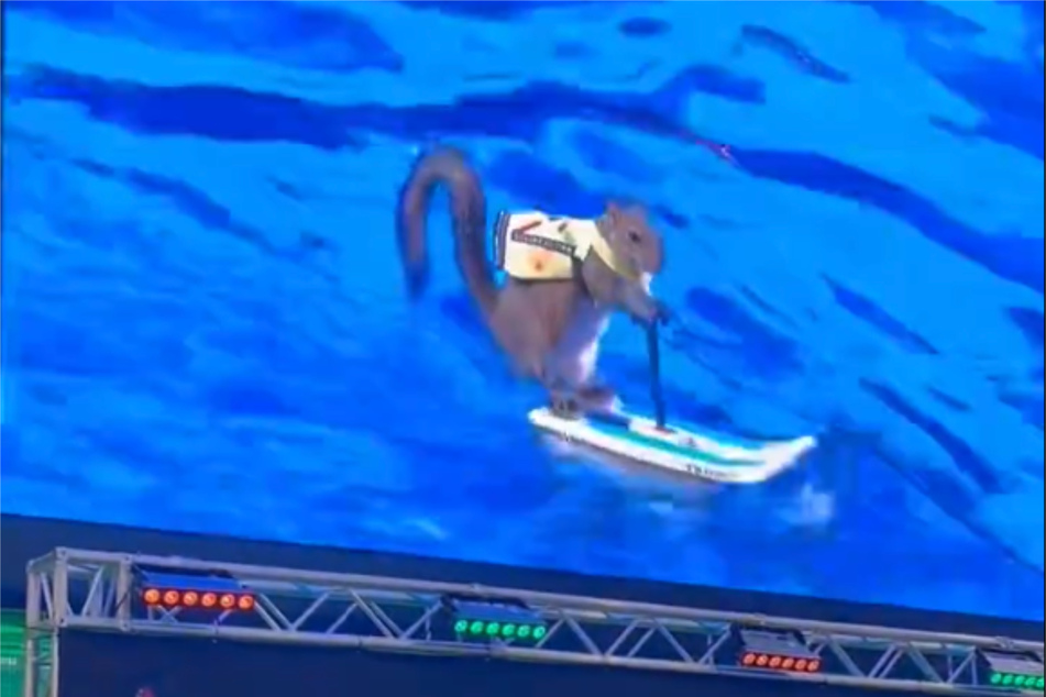 Clear the stage – here comes Twiggy the water skiing squirrel!