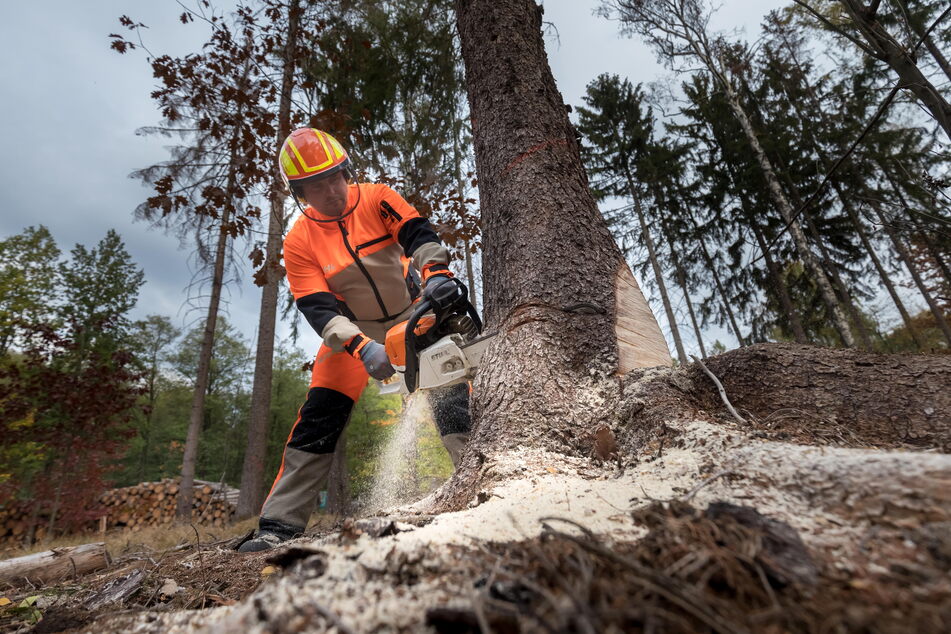 Forstarbeiter Mirko Enzmann (46) führt den sogenannten "Holzeinschlag" durch. Die gefällten Bäume werden anschließend gestapelt.