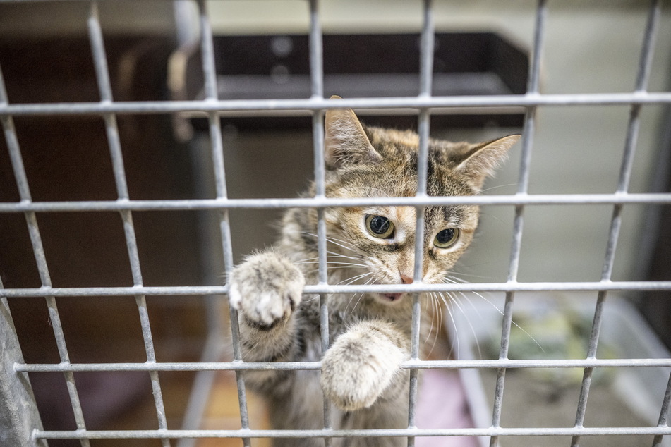 Am Weltkatzentag wird allen Hauskatzenbesitzern empfohlen, ihre Katzen zu kastrieren.