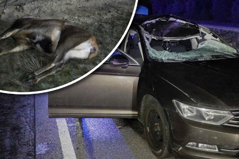 Kollision mit Reh: Frontscheibe völlig zerstört