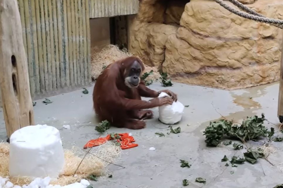 Die Orang-Utans arbeiteten sich an der willkommenen Abwechslung ab.