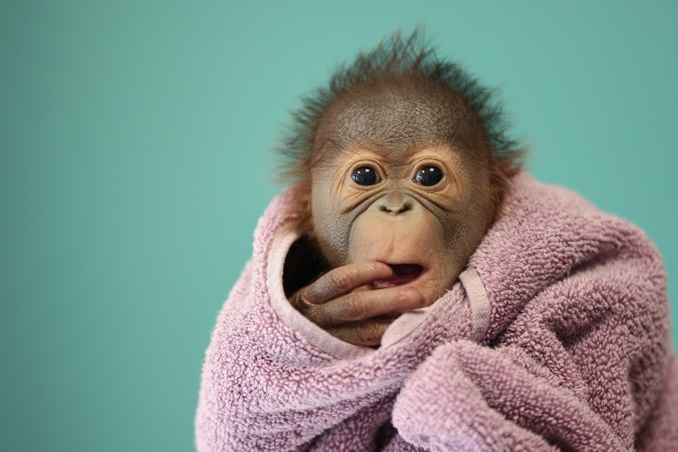 Dieses süße Orang-Utan-Baby kam im Zoo von Dublin auf die Welt.