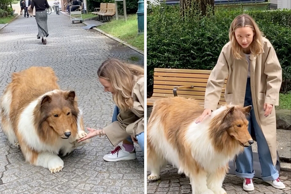 Filmcrews und Fans aus aller Welt wollen den "menschlichen Collie" kennenlernen.