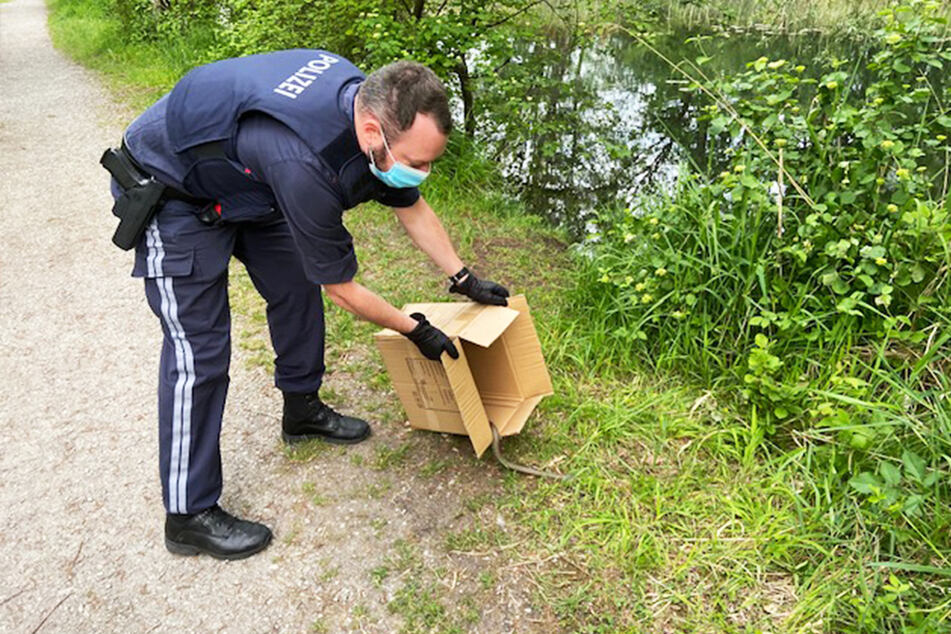 Mittels Karton wurde das Reptil an einen Fluss gebracht.