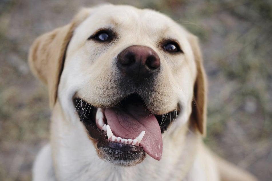 Labradors are incredibly sweet, incredibly beautiful, and incredibly loyal.