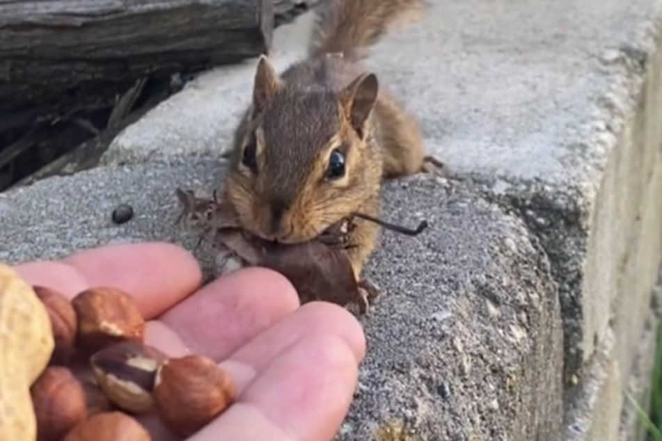 The chipmunk brings leaves and dirt with it in the viral video.