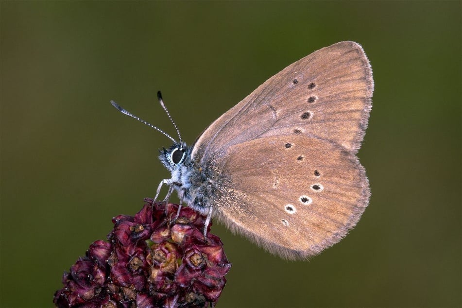 Die Bestände des Dunklen Wiesenknopf-Ameisenbläulings werden jedes Jahr kleiner.
