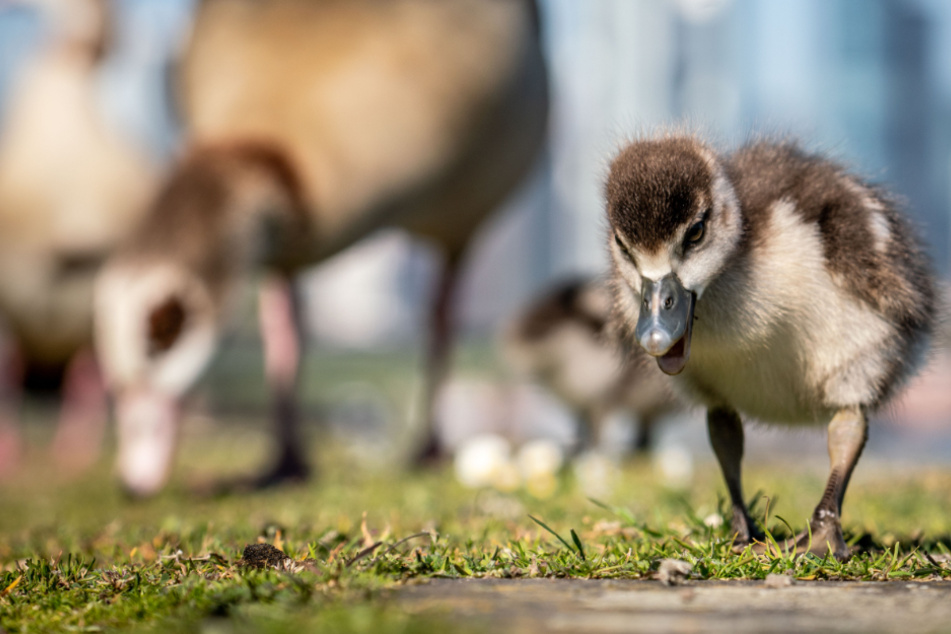 Das Küken lief mutterseelenallein umher (Symbolfoto).