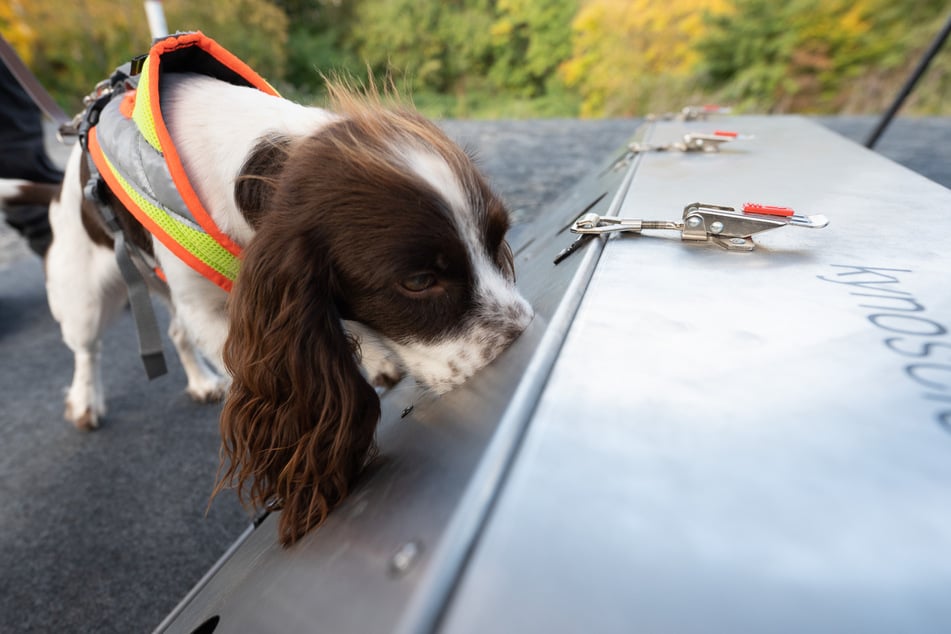 Der Artenschutzspürhund Finya sucht an einer S-Bahn-Baustelle in einer Trainingsbox nach dem Geruch einer Schlingnatter.