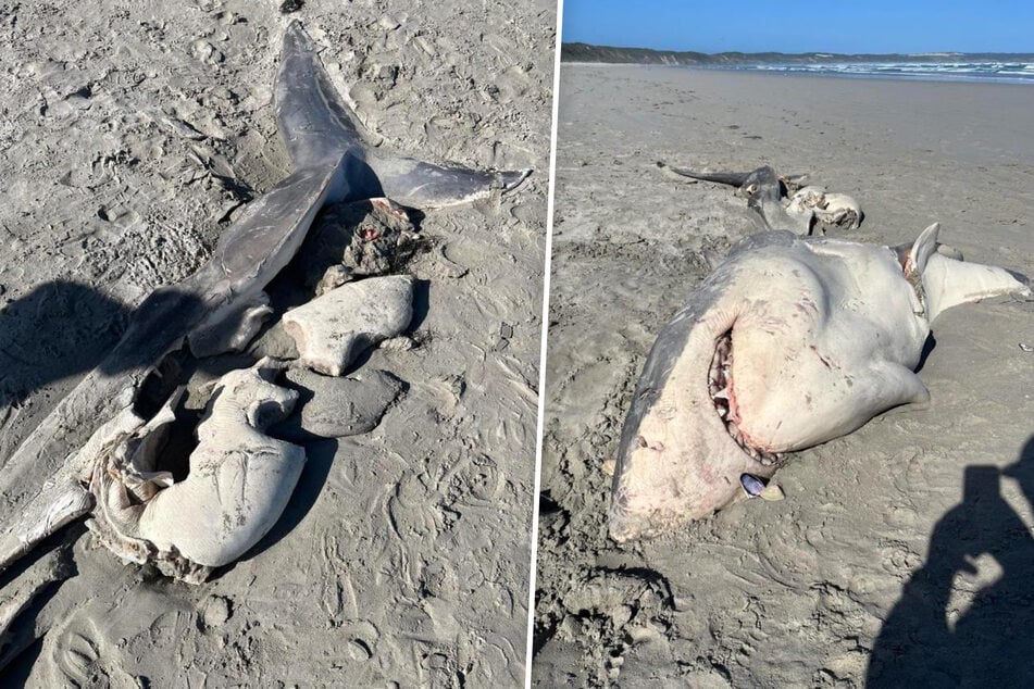 Weißer Hai zerfleischt am Strand entdeckt - heftige Auswirkungen befürchtet