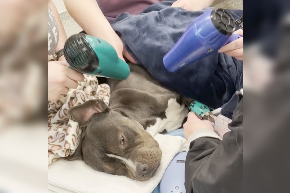 Animal rescuers in Missouri used hair dryers to warm up this poor frozen pooch.