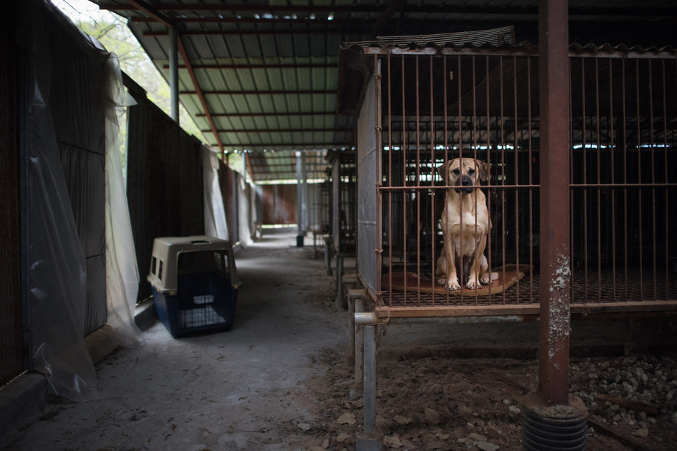 In vielen koreanischen Hundefarmen werden die Tiere auf engstem Raum gehalten.