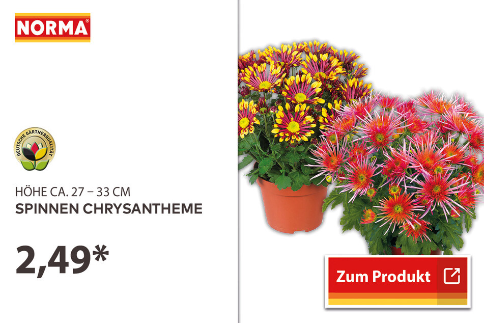 Spinnen Chrysantheme für 1,99 Euro
