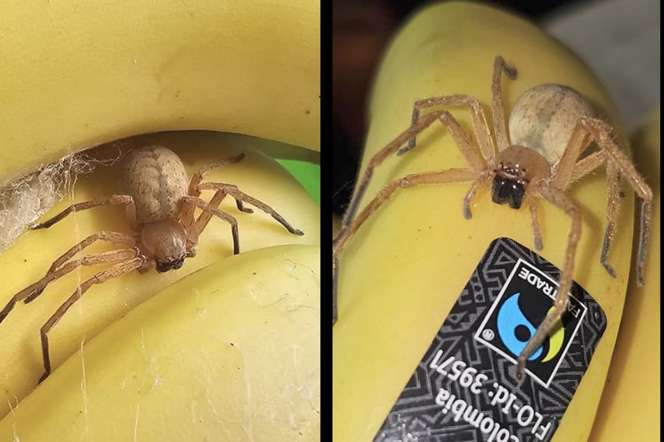 Diese Spinne entdeckten die Lidl-Mitarbeiter am frühen Morgen beim Einräumen der Regale zwischen Bananen.